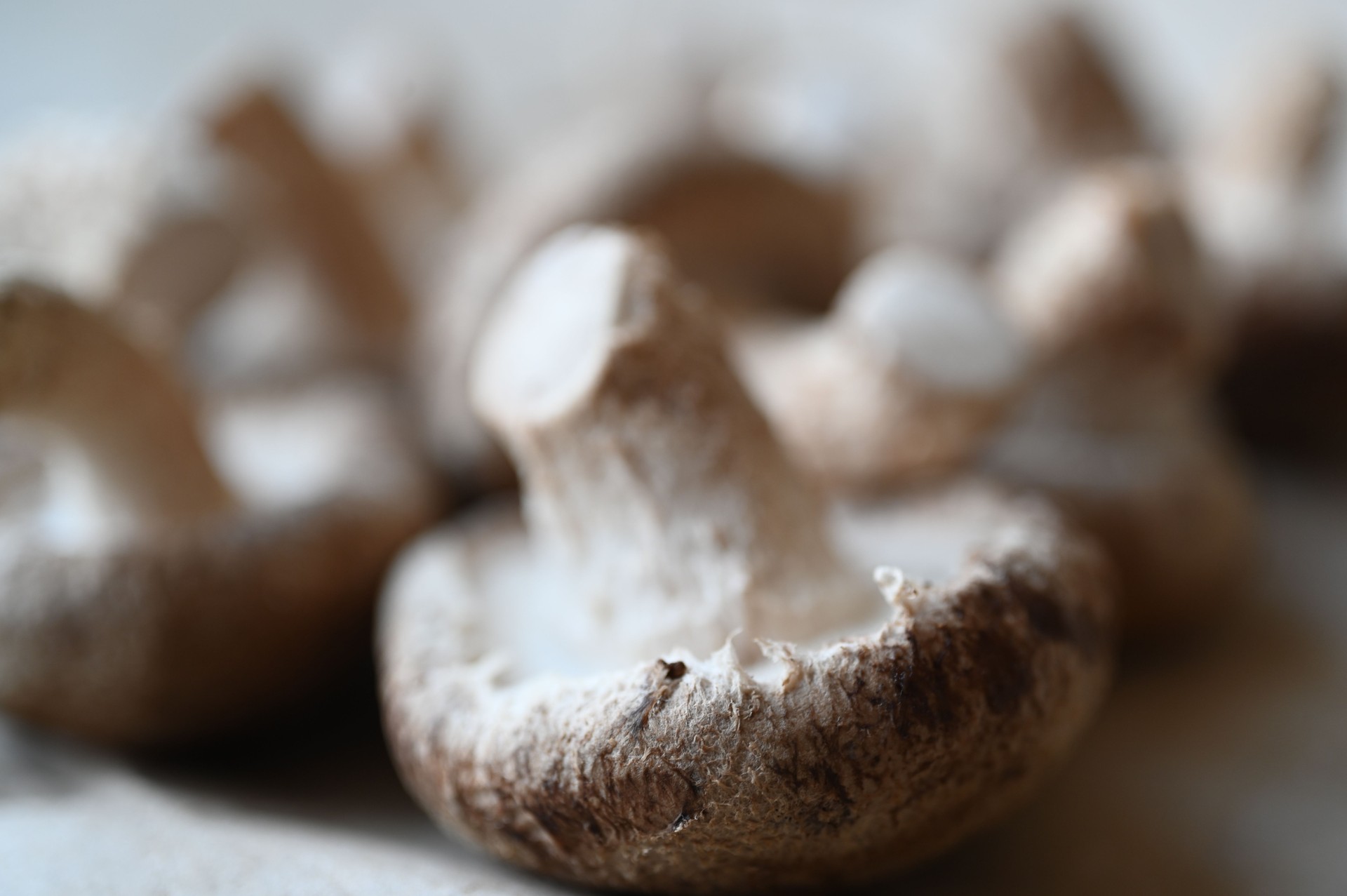 macro grey shiitakes, close-up of the texture of the mushroom plates, close-up of mushrooms grown in artificial conditions, close-up of cultivated home-grown shiitakes