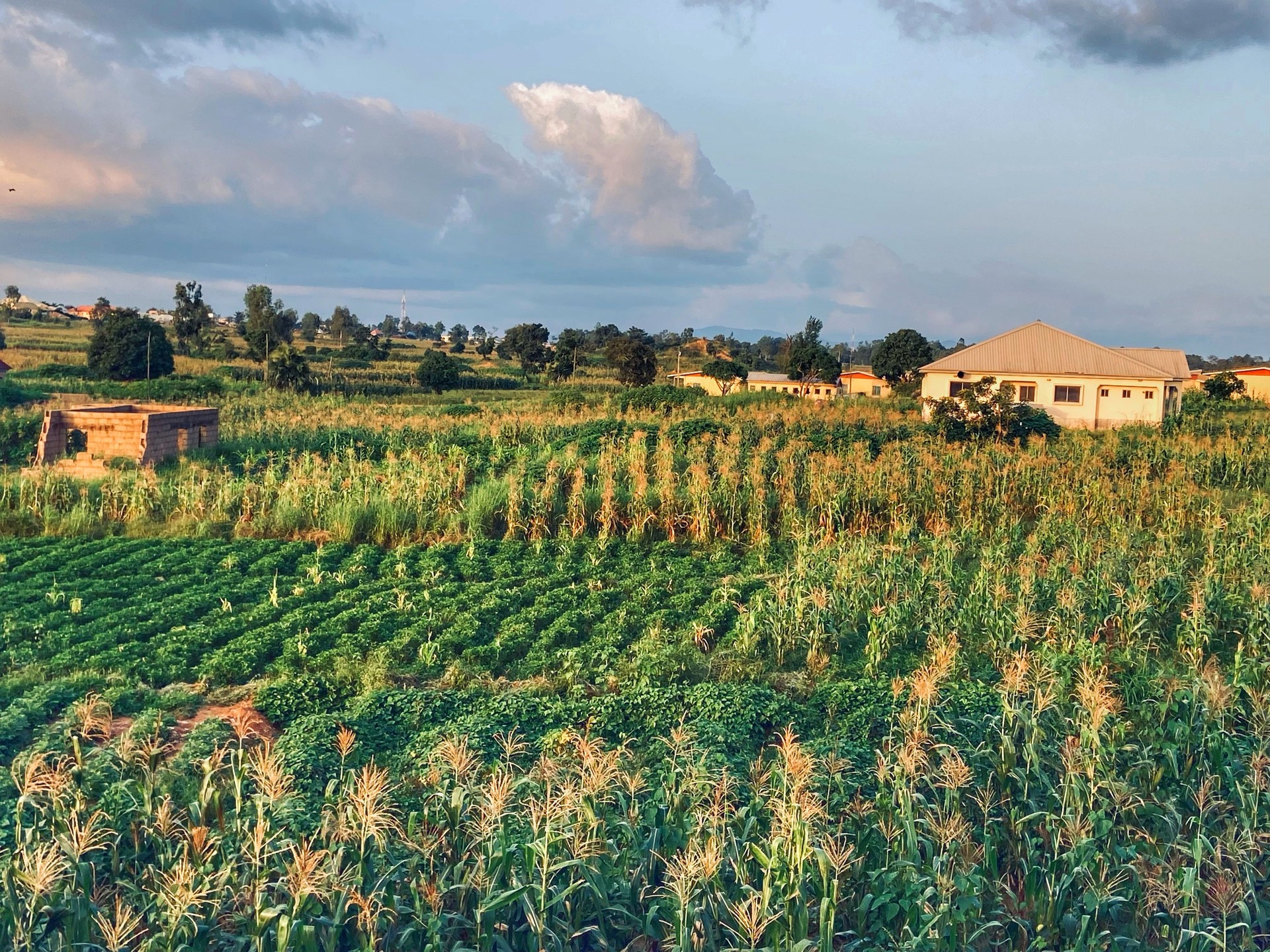 Agriculture in north Nigeria