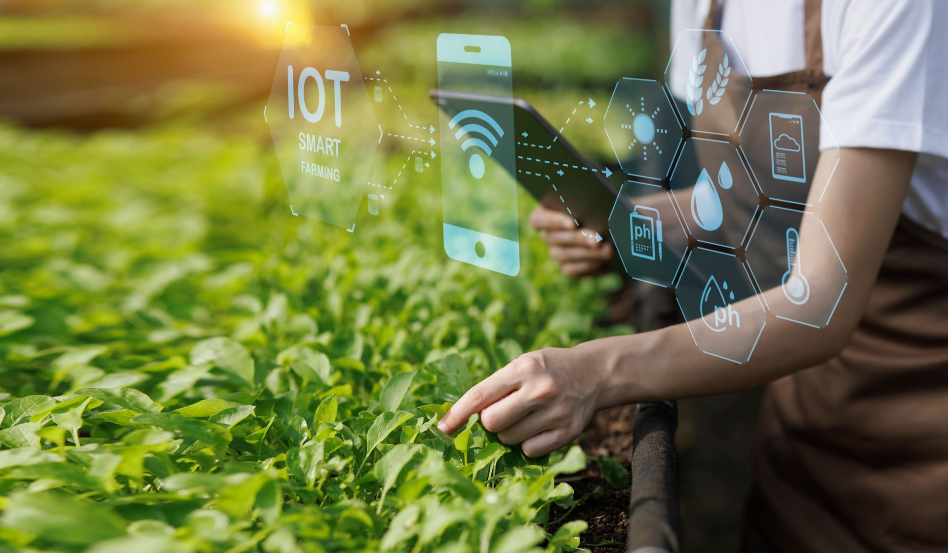Farmer inspecting and smart farming technology with digital tablet.