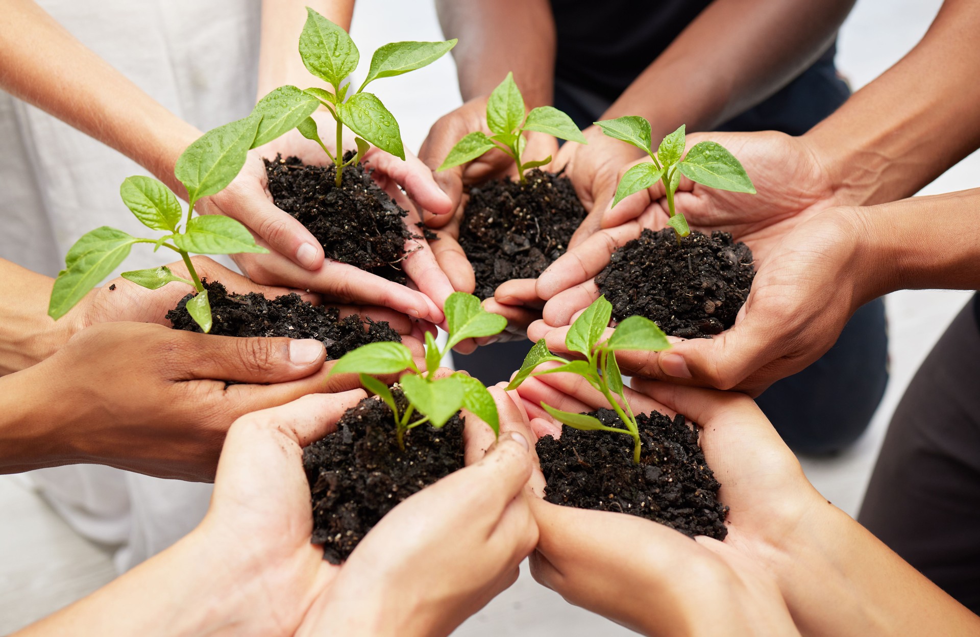 Shot of a diverse group of people holding seedlings to be planted