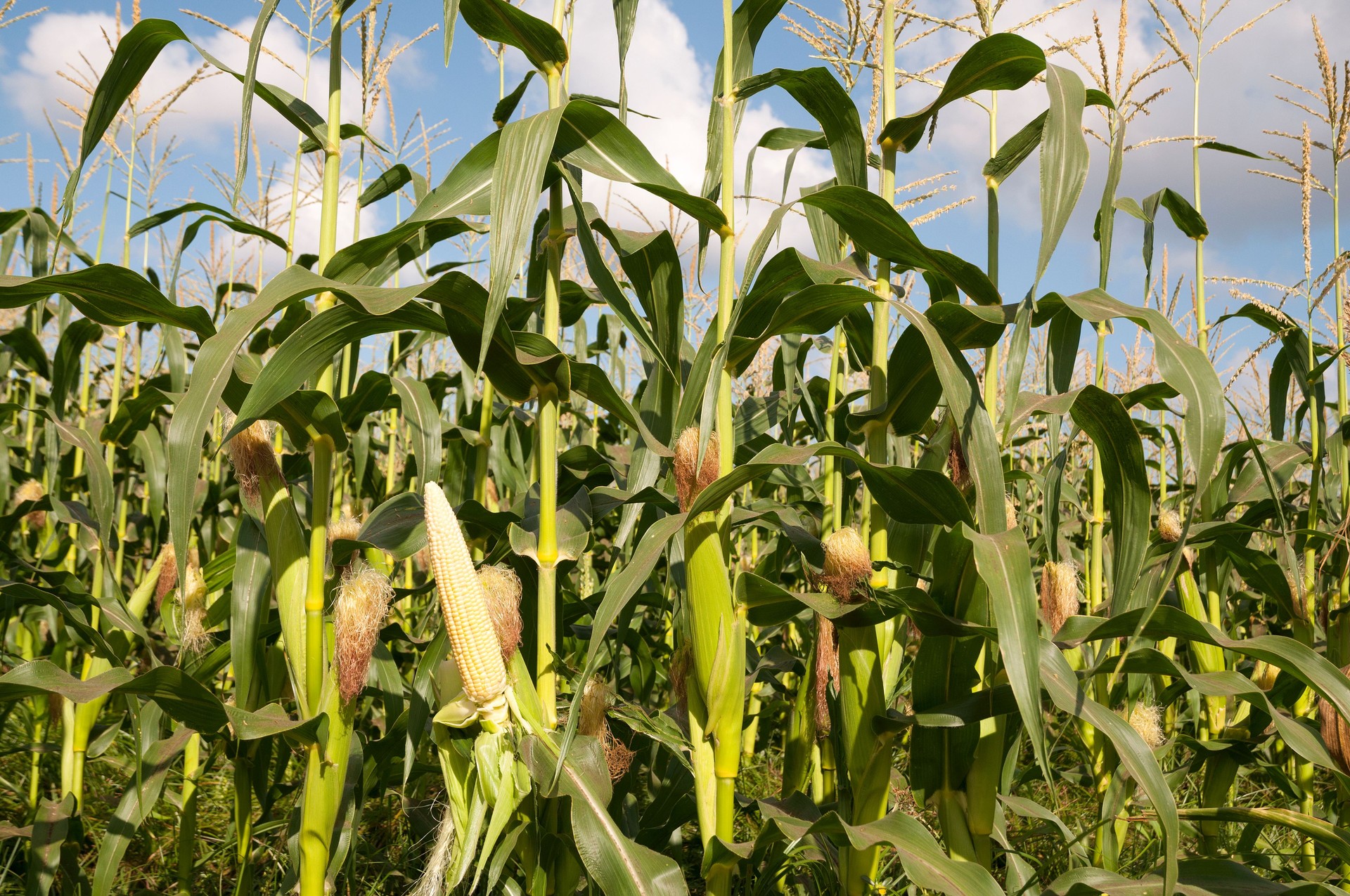 Corn field in summer time