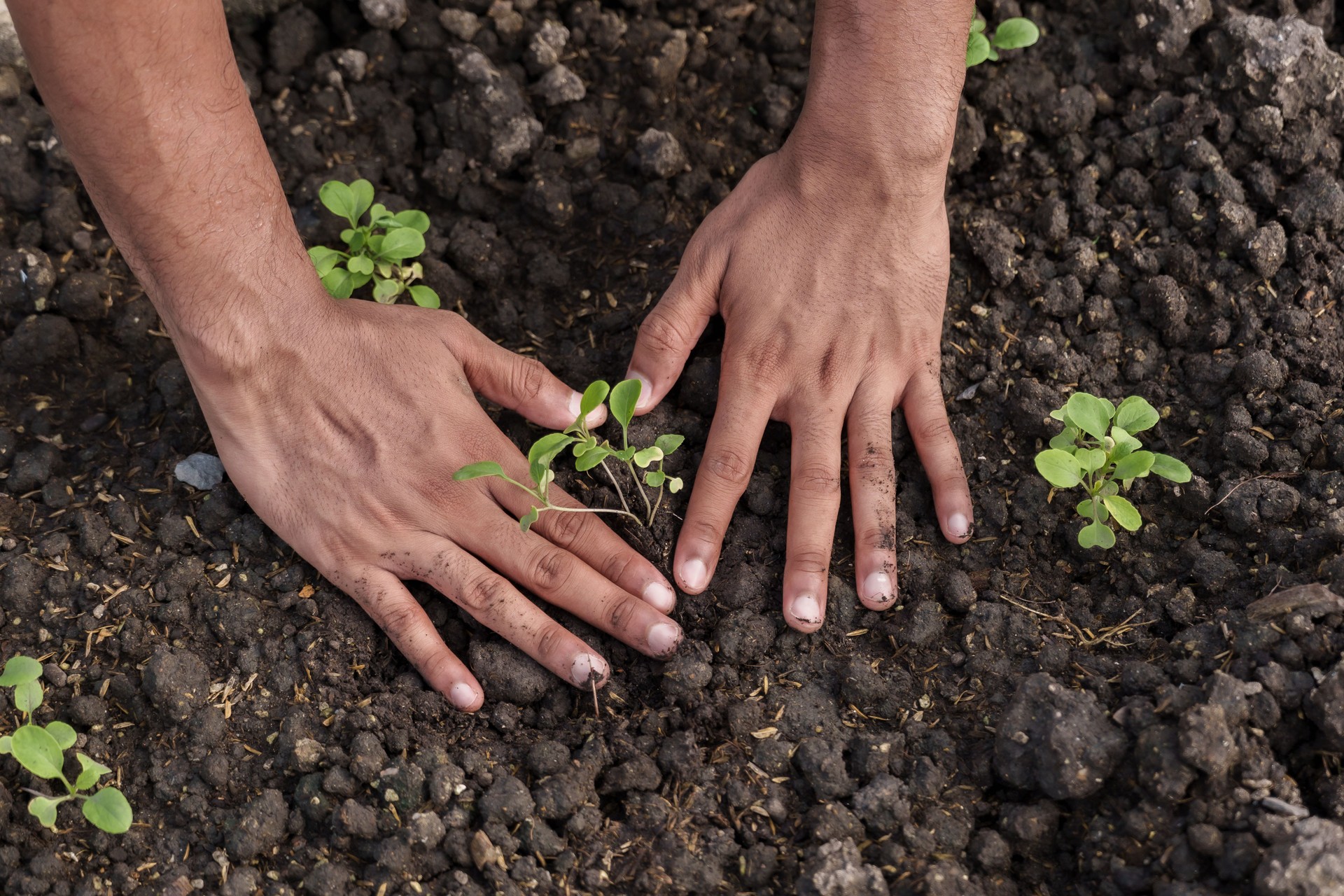 Teenage male student gently pressing soil around young plant in educational greenhouse garden during organic farming class focusing on environmental education and sustainable agriculture skills