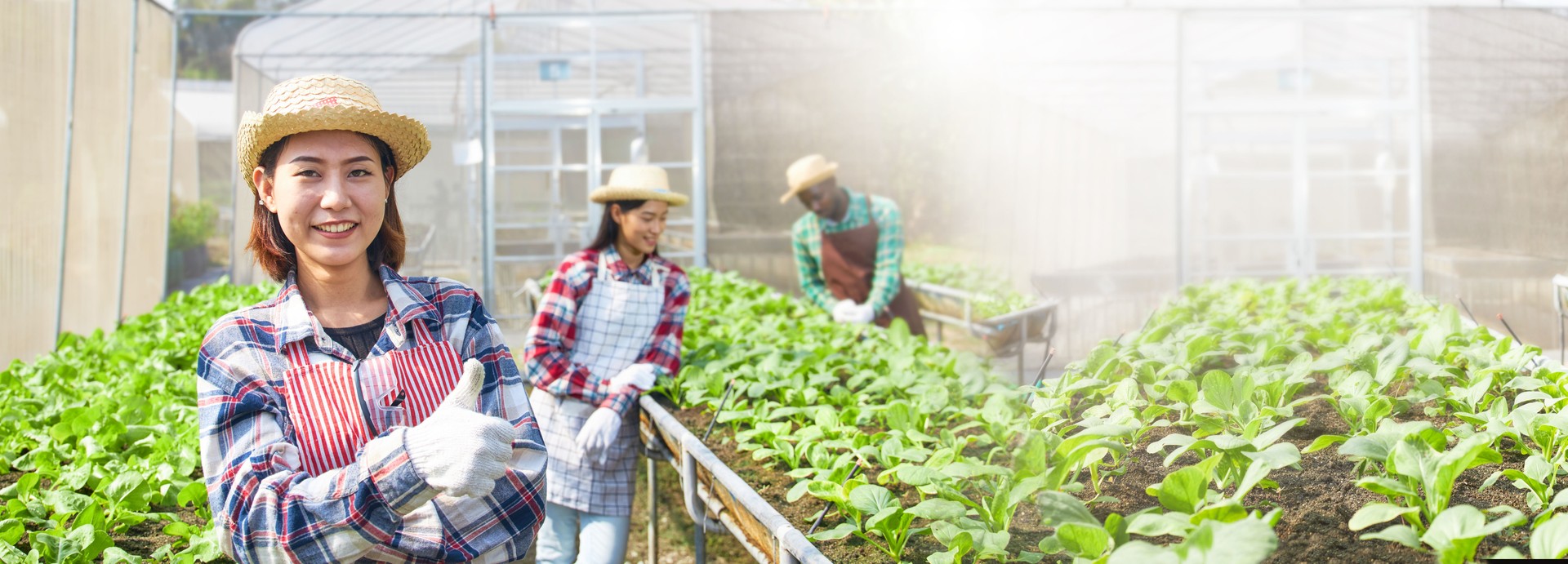 Farmers are taking care of the vegetables plots.