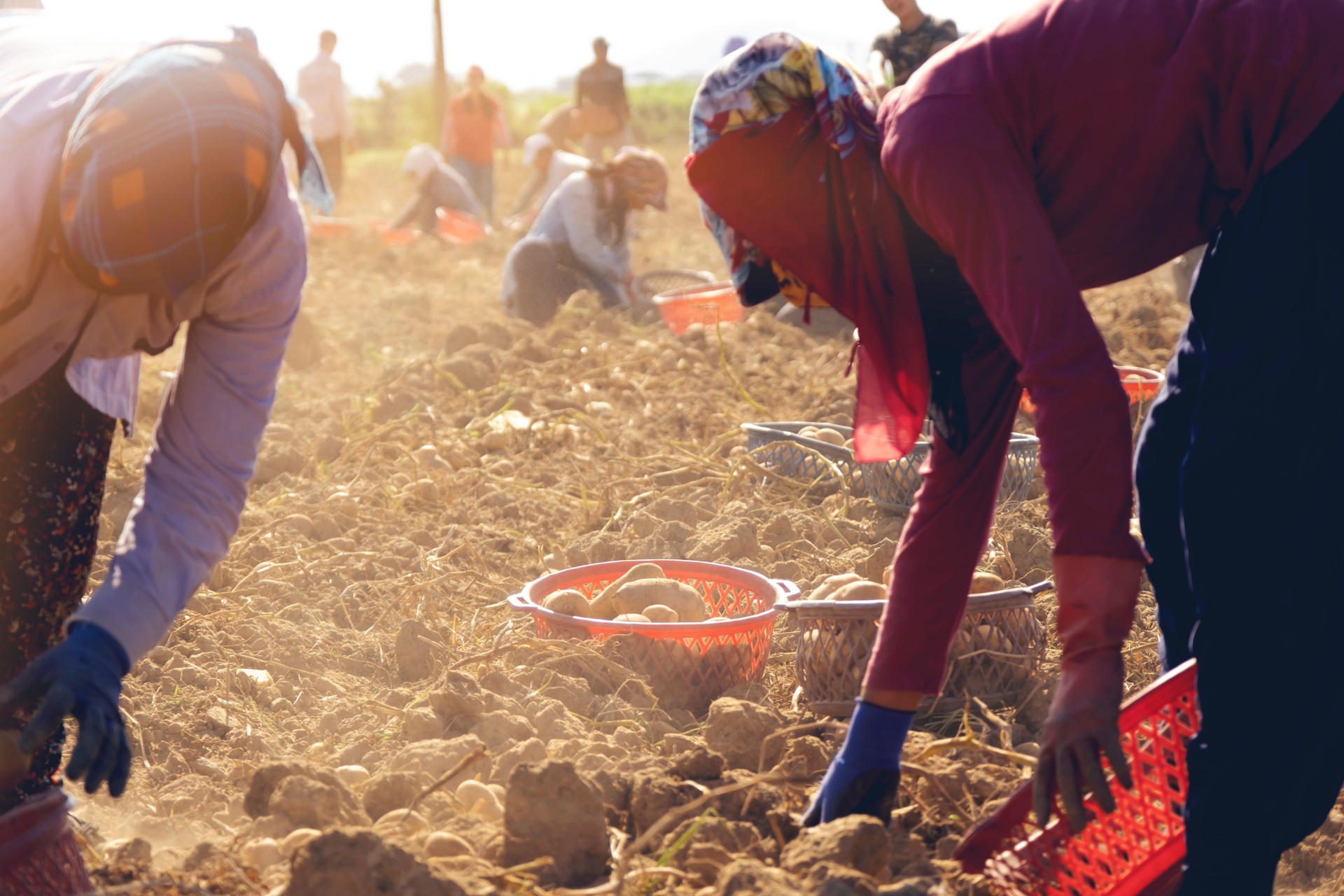 Farm workers harvesting potatoes on an agricultural field