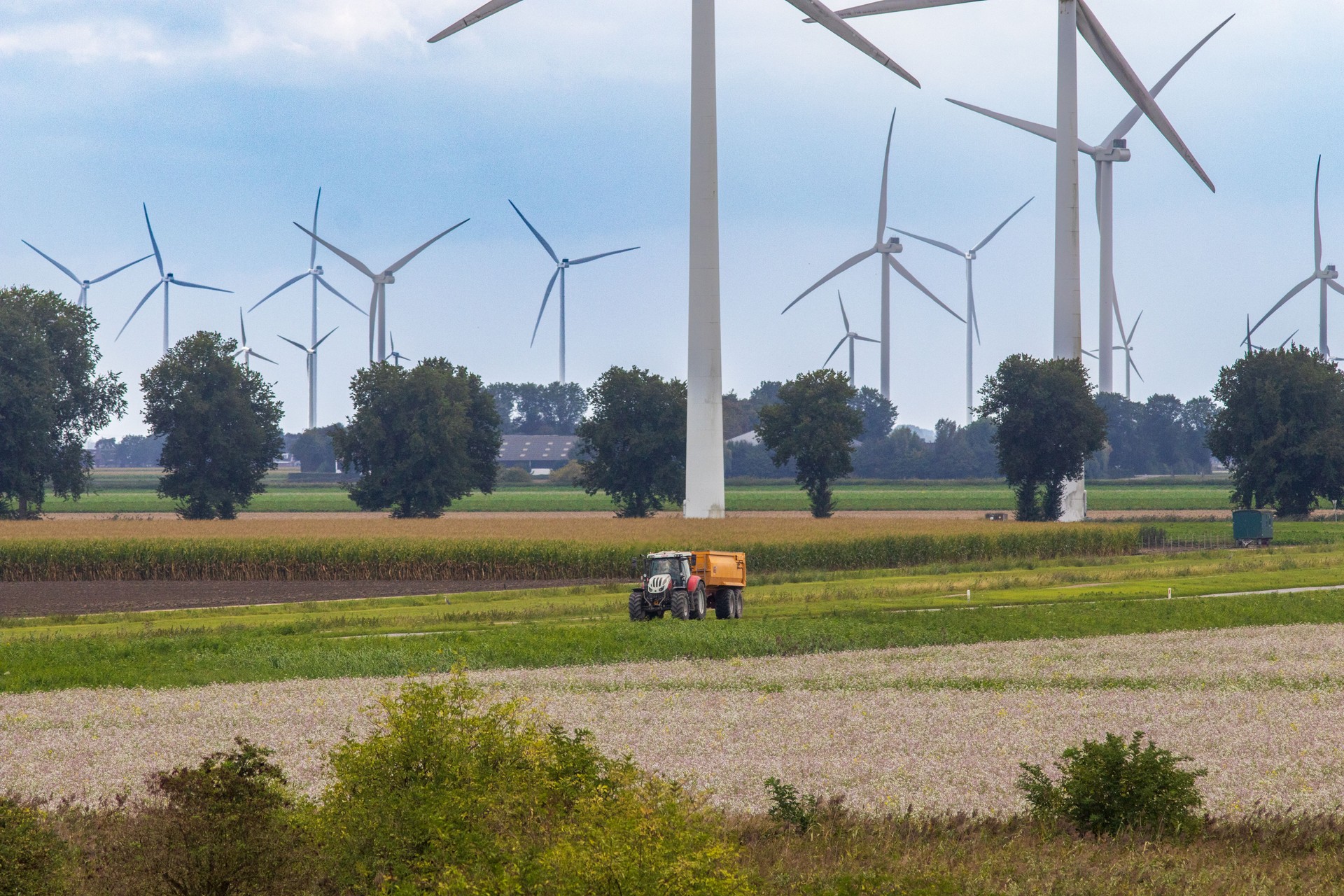 Sustainable Farming Beneath Wind Turbines in Flevoland, the Netherlands